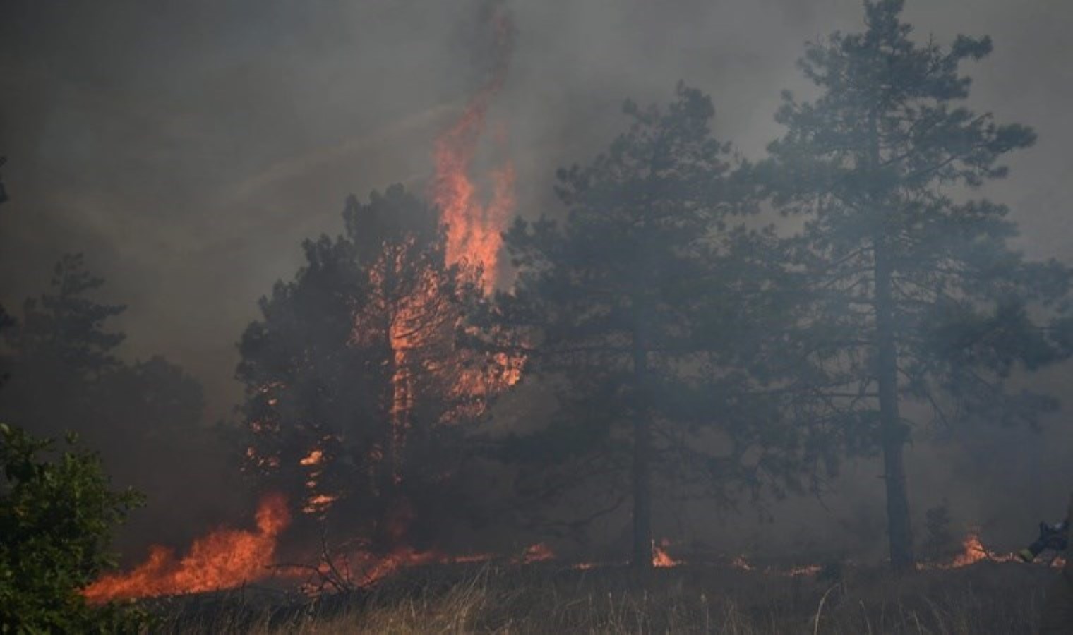 On binlerce hektarlık orman kül olmuştu… Bulgaristan’dan Türkiye’ye teşekkür!